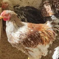فروش ۲ عدد خروس جوان ۵ ماهه ویندوت آمریکائی