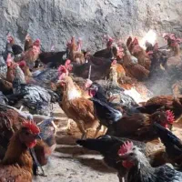 حراج بچ خروس محلی اصل پا سیاه ( نصف قیمت بازار)|حیوانات مزرعه|فیروزآباد (فارس), |دیوار