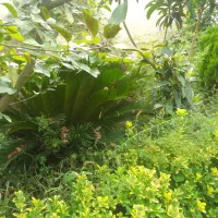 زمین مسکونی