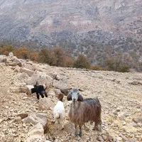 چهار راس بز با چهار راس کهره