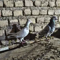 کبوتر سار