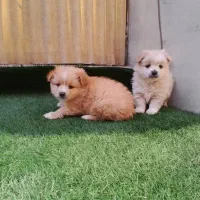 واگذاری سگ پامر روباهی|سگ|تهران, فلسطین (میدان انقلاب)|دیوار