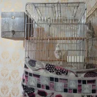 فروش فوری عروس هلندی|پرنده|خرم‌آباد, |دیوار