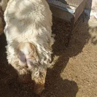 بره نر چاق چاق