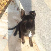 یک جفت توله نر و ماده مالینویز ۳هه|سگ|مشهد, شهرک صنعتی توس|دیوار