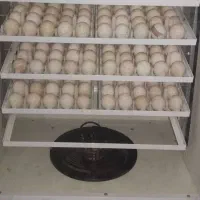 فروش دستگاه جوجه کشی صادراتی|ماشین‌آلات صنعتی|دزفول, |دیوار