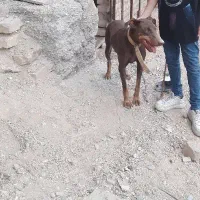 سگ دوبر من ماده قیمت توافقی