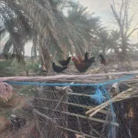 سلام مرغ محلی اصیل در خدمتم