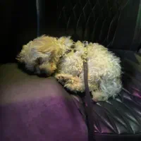 تریر|سگ|اردبیل, |دیوار