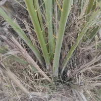 فروش پاجوش دمیت نخل کبکاب آماده ی کاشت|گل و گیاه طبیعی|سعدآباد, |دیوار