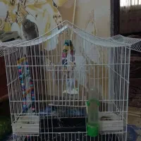 عروس هلندی با قفس|پرنده|ضیابر, |دیوار