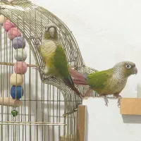 گرینچیک مولد