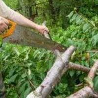 چوب  و هرس|خدمات باغبانی و درختکاری|دورود, |دیوار