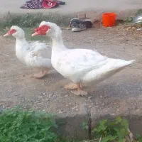 اردک اسراعیلی