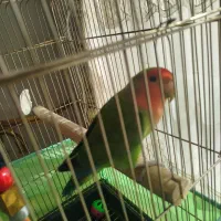 طوطی برزیلی سخنگو نر