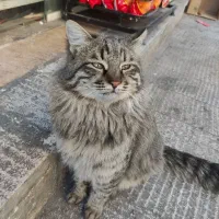 گربه پیدا شده|حیوانات|شیراز, لب آب|دیوار