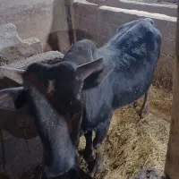 گوساله نر