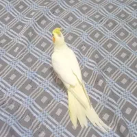 عروس هلندی لوتینو ماده|پرنده|کهریزک, |دیوار