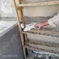 کبوتر|پرنده|ایلام, |دیوار