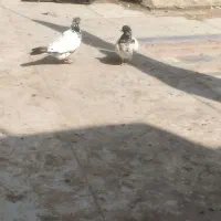 کبوتر شیخی