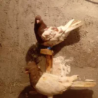 کله سرخ ماده به زمانت تخم جوجه