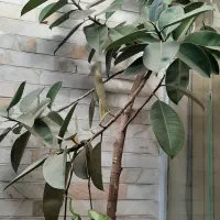 همه گلدون ها باهم فقط ۳ تومن