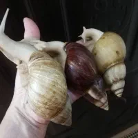 حلزون آچاتینا آلبینو