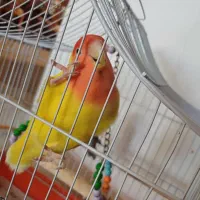 طوطی کوتوله|پرنده|کرمان, |دیوار