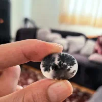 شجر سیاه ناب درخت روی تپه