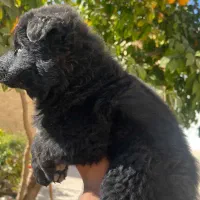 توله ژرمن|سگ|یزد, |دیوار