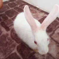 خرگوش واگذاری