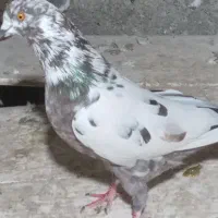 چند تا کبوتر پرشی|پرنده|رشت, گلباغ نماز|دیوار