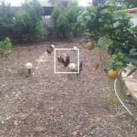 فروش خروس گلین اصفهانی اصل