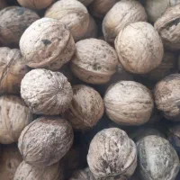 گردوامسالی