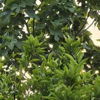 ۲۷۰مترباغچه‌الحاق‌ب‌بافت|فروش زمین و ملک کلنگی|کیاکلا, |دیوار