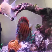 دیسکس سایز بزرگ