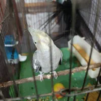 عروس هلندی ۴ ماهه