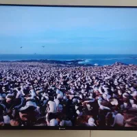 تلویزیون اسنوا sql 50  QLED