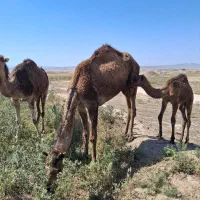 فروش شتر زائده ارام دوشی