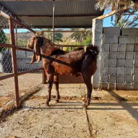 کهره چپش بذری پاکستانی|حیوانات مزرعه|خفر, |دیوار