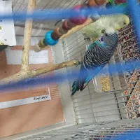 مرغ عشق به همراه قفس