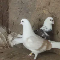 کفتر جوجه کشی