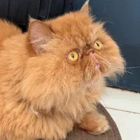 واگذاری گربه پرشین