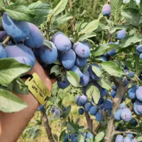 ارائه نهال آلو بخارا