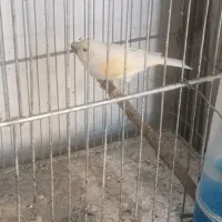 قناری ماده|پرنده|نسیمشهر, |دیوار