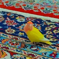 طوطی برزیلی جفت