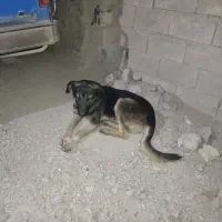 واگذاری سگ دوبرمن|سگ|کرمانشاه, |دیوار