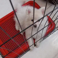 سگ پامر میکس|سگ|یاسوج, |دیوار