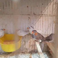 فنچ جوانه نروماده