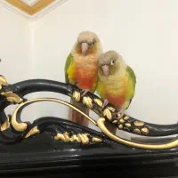 گرینچیک گمشده